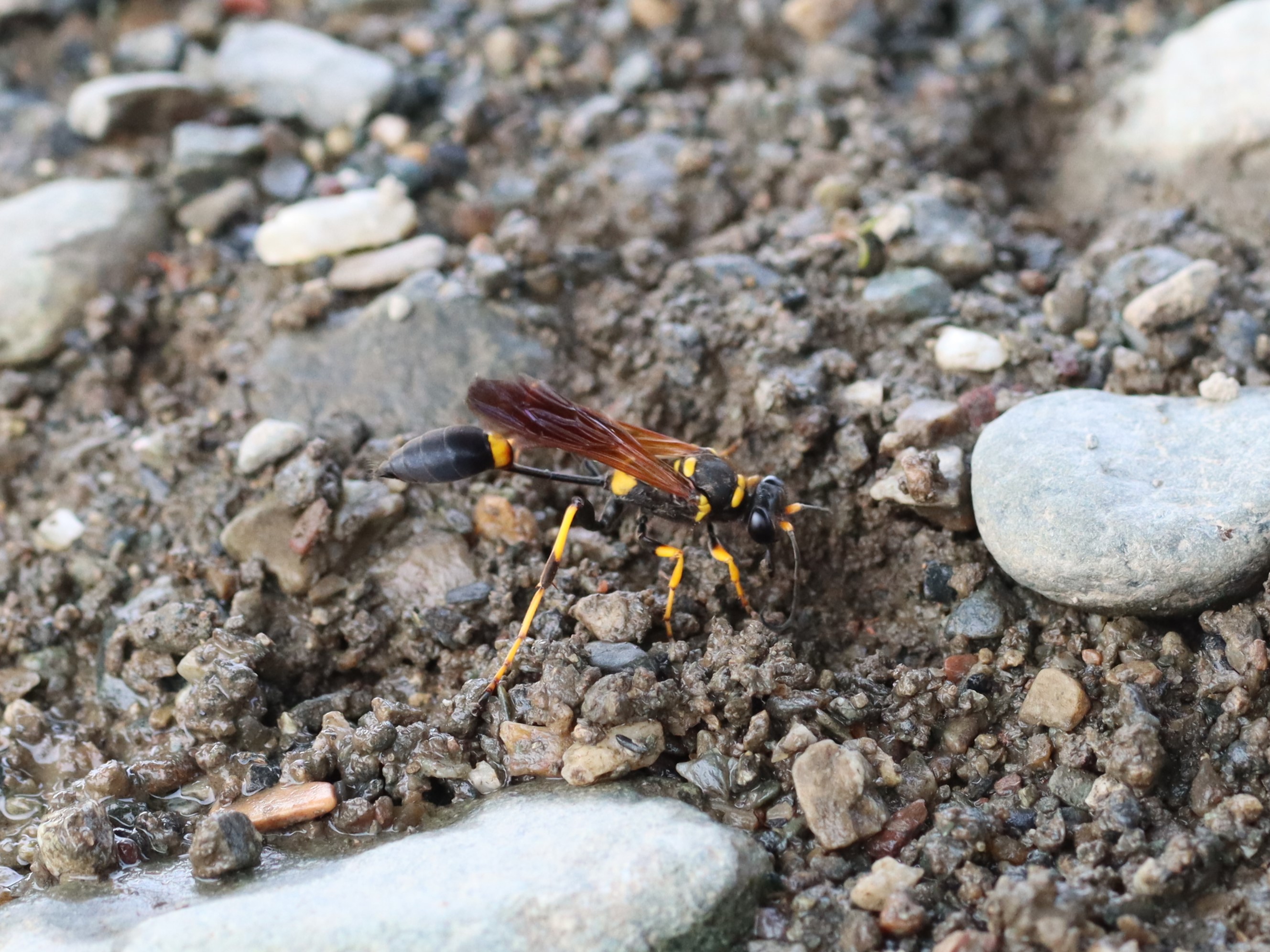 アメリカジガバチ